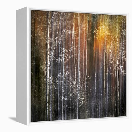 Nothing Gold Can Stay-Ursula Abresch-Framed Premier Image Canvas