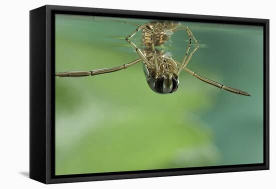 Notonecta Glauca (Water Boatman, Backswimmer)-Paul Starosta-Framed Premier Image Canvas