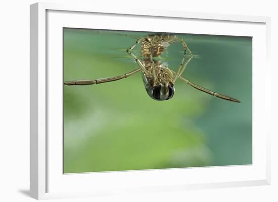 Notonecta Glauca (Water Boatman, Backswimmer)-Paul Starosta-Framed Photographic Print