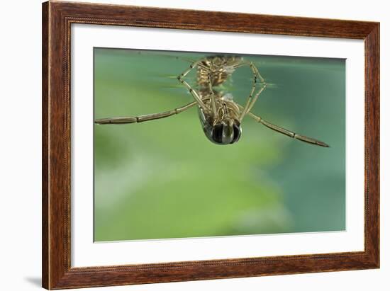 Notonecta Glauca (Water Boatman, Backswimmer)-Paul Starosta-Framed Photographic Print