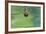 Notonecta Glauca (Water Boatman, Backswimmer)-Paul Starosta-Framed Photographic Print