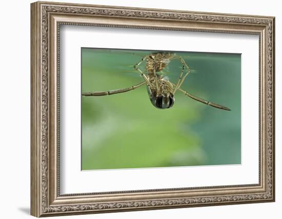 Notonecta Glauca (Water Boatman, Backswimmer)-Paul Starosta-Framed Photographic Print