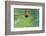 Notonecta Glauca (Water Boatman, Backswimmer)-Paul Starosta-Framed Photographic Print