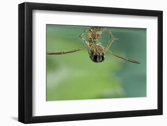 Notonecta Glauca (Water Boatman, Backswimmer)-Paul Starosta-Framed Photographic Print