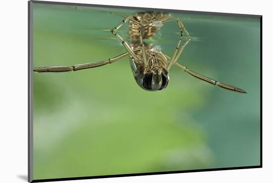 Notonecta Glauca (Water Boatman, Backswimmer)-Paul Starosta-Mounted Photographic Print