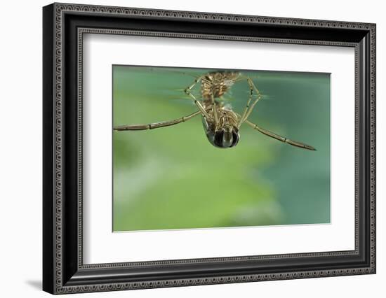 Notonecta Glauca (Water Boatman, Backswimmer)-Paul Starosta-Framed Photographic Print