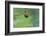 Notonecta Glauca (Water Boatman, Backswimmer)-Paul Starosta-Framed Photographic Print