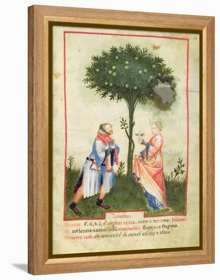 Nouv Acq Lat 1673 Fol.18 Harvesting Lemons, from 'Tacuinum Sanitatis', C.1390-1400-Italian School-Framed Premier Image Canvas