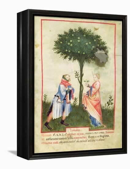 Nouv Acq Lat 1673 Fol.18 Harvesting Lemons, from 'Tacuinum Sanitatis', C.1390-1400-Italian School-Framed Premier Image Canvas