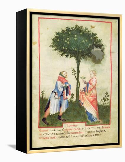 Nouv Acq Lat 1673 Fol.18 Harvesting Lemons, from 'Tacuinum Sanitatis', C.1390-1400-Italian School-Framed Premier Image Canvas