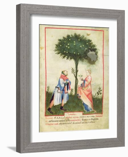 Nouv Acq Lat 1673 Fol.18 Harvesting Lemons, from 'Tacuinum Sanitatis', C.1390-1400-Italian School-Framed Giclee Print