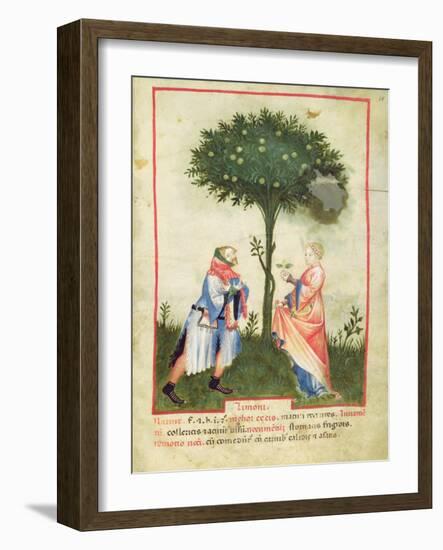 Nouv Acq Lat 1673 Fol.18 Harvesting Lemons, from 'Tacuinum Sanitatis', C.1390-1400-Italian School-Framed Giclee Print