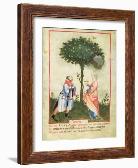 Nouv Acq Lat 1673 Fol.18 Harvesting Lemons, from 'Tacuinum Sanitatis', C.1390-1400-Italian School-Framed Giclee Print