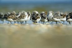 Sanderling (Calidris Alba) Flock Roosting, Böhl, Germany, April 2009-Nov?k-Laminated Photographic Print