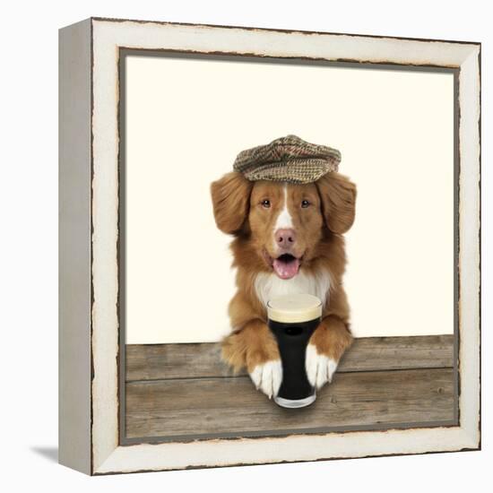 Nova Scotia Duck Tolling Retriever Wearing-null-Framed Premier Image Canvas