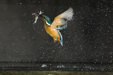 Kingfisher (Alcedo Atthis) Flying Out of Water Carrying Fish, Balatonfuzfo, Hungary, January 2009-Novák-Photographic Print