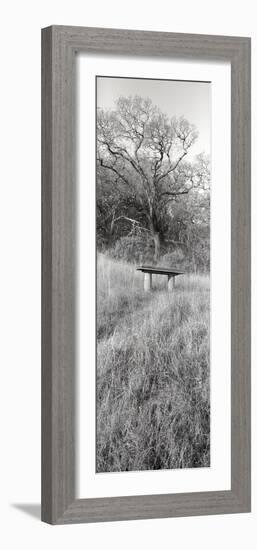 Novato Oak-Alan Blaustein-Framed Photographic Print