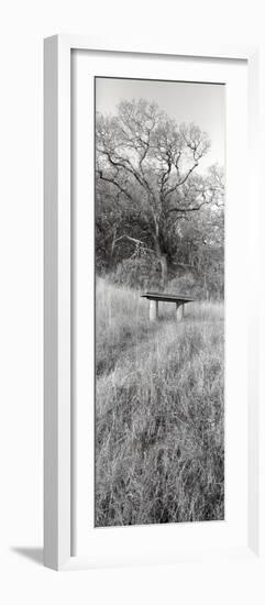 Novato Oak-Alan Blaustein-Framed Photographic Print