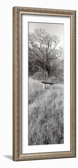 Novato Oak-Alan Blaustein-Framed Photographic Print