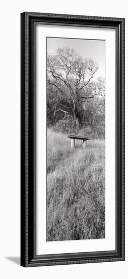 Novato Oak-Alan Blaustein-Framed Photographic Print