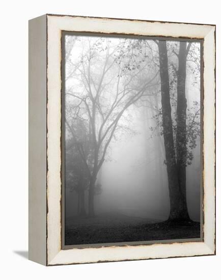 November Fog-Nicholas Bell-Framed Premier Image Canvas