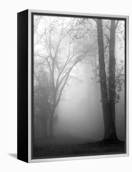 November Fog-Nicholas Bell-Framed Premier Image Canvas