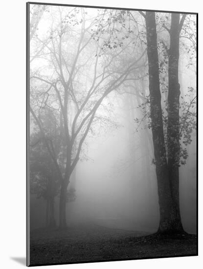 November Fog-Nicholas Bell-Mounted Photographic Print