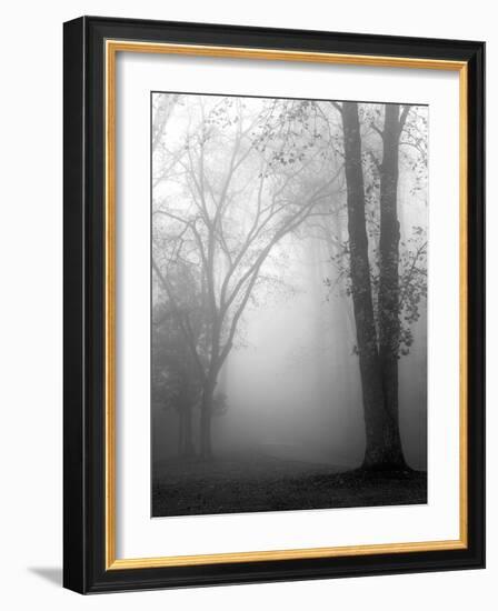 November Fog-Nicholas Bell-Framed Photographic Print
