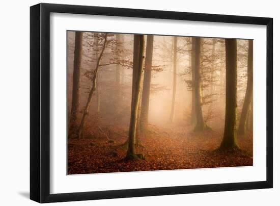 November Forest-Norbert Maier-Framed Giclee Print