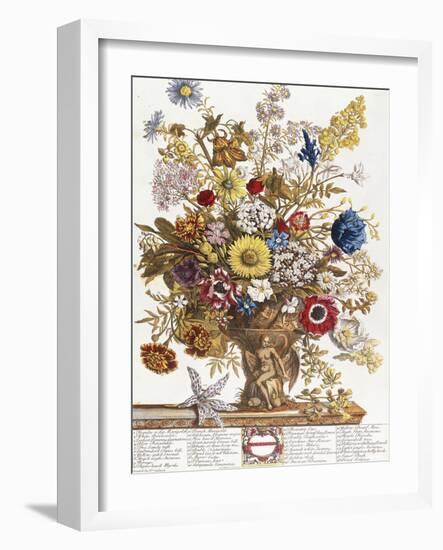 November, from 'Twelve Months of Flowers', 1730-Pieter Casteels-Framed Giclee Print