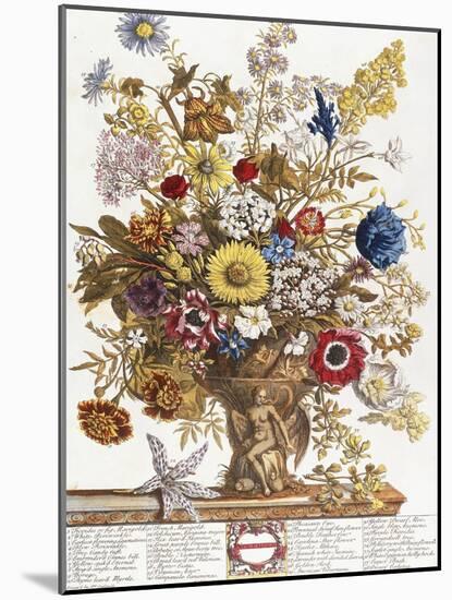 November, from 'Twelve Months of Flowers', 1730-Pieter Casteels-Mounted Giclee Print