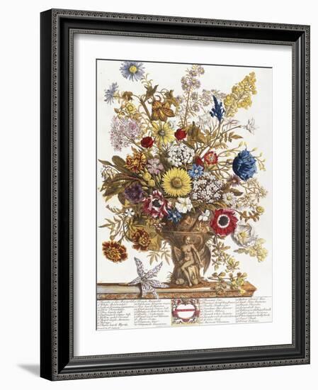 November, from 'Twelve Months of Flowers', 1730-Pieter Casteels-Framed Giclee Print