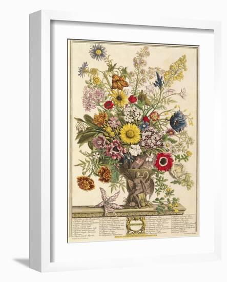 November, from 'twelve Months of Flowers' by Robert Furber (C.1674-1756) Engraved by Henry Fletcher-Pieter Casteels-Framed Giclee Print