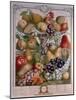 November, from 'Twelve Months of Fruits'-Pieter Casteels-Mounted Giclee Print