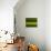 November Green-Franz Schumacher-Photographic Print displayed on a wall