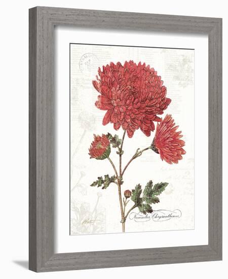 November Mum on White-Katie Pertiet-Framed Art Print