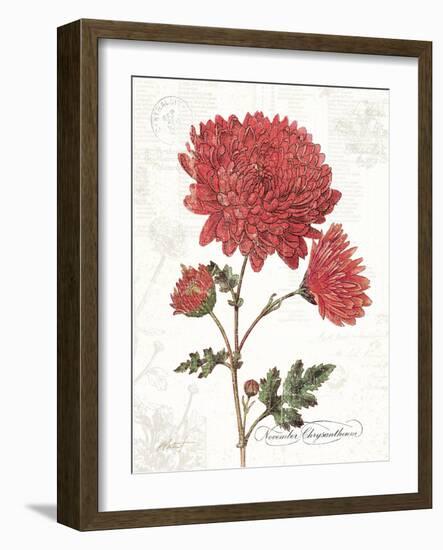 November Mum on White-Katie Pertiet-Framed Art Print