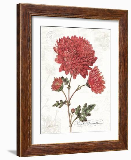 November Mum on White-Katie Pertiet-Framed Art Print