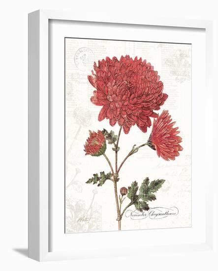 November Mum on White-Katie Pertiet-Framed Art Print