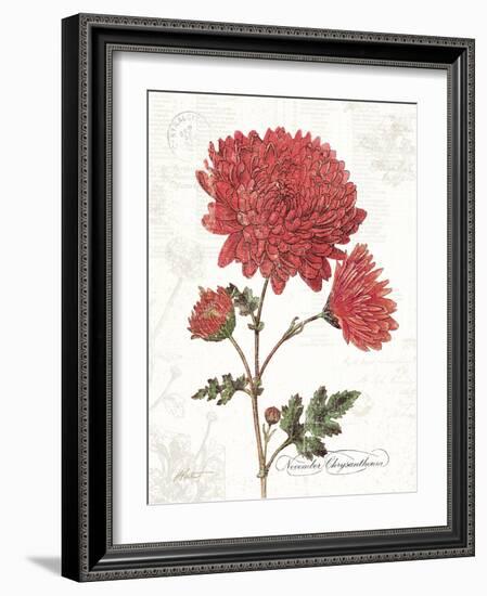 November Mum on White-Katie Pertiet-Framed Art Print