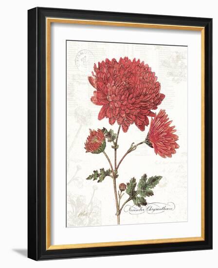 November Mum on White-Katie Pertiet-Framed Art Print