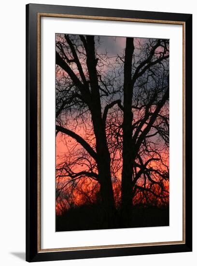 November Sunset Vertical-Robert Goldwitz-Framed Photographic Print