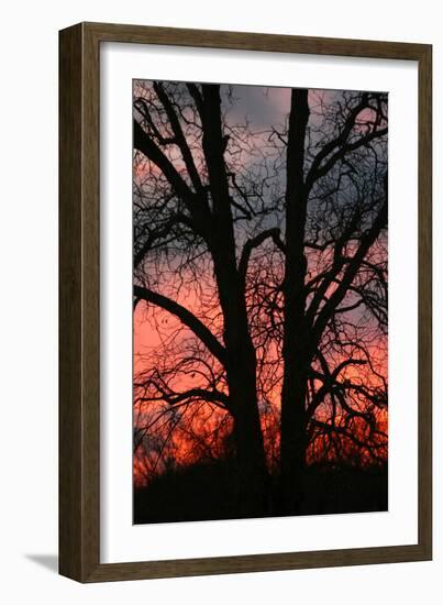 November Sunset Vertical-Robert Goldwitz-Framed Photographic Print