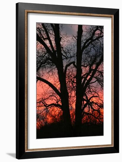 November Sunset Vertical-Robert Goldwitz-Framed Photographic Print