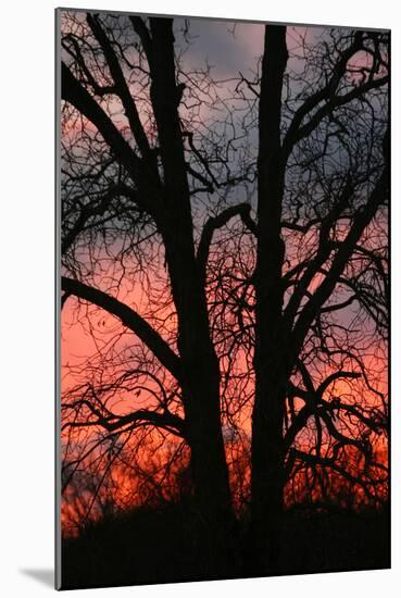 November Sunset Vertical-Robert Goldwitz-Mounted Photographic Print