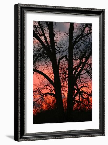 November Sunset Vertical-Robert Goldwitz-Framed Photographic Print