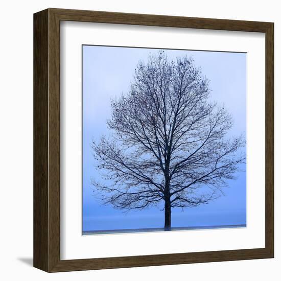 November Tree-James McLoughlin-Framed Art Print