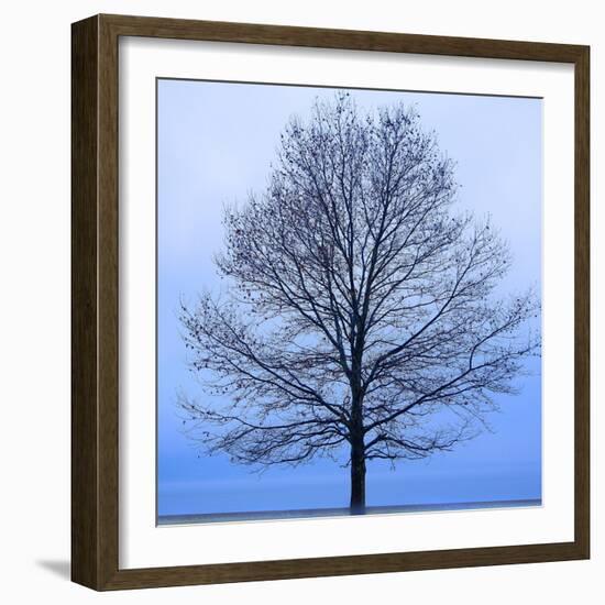 November Tree-James McLoughlin-Framed Art Print