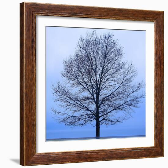 November Tree-James McLoughlin-Framed Art Print