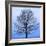 November Tree-James McLoughlin-Framed Art Print